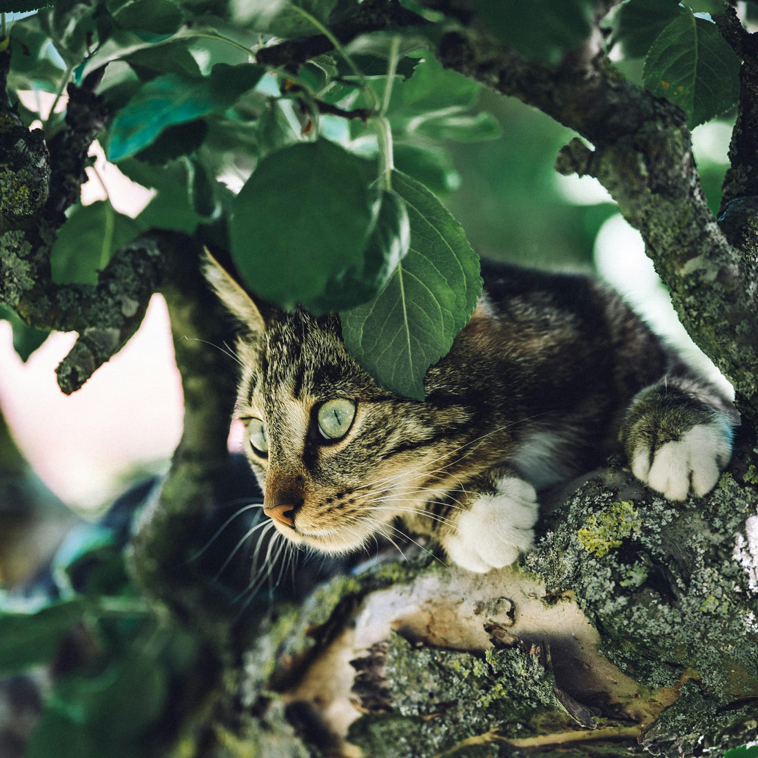 Cat Health: Common Diseases and Preventive Measures