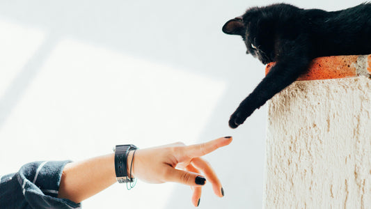 Cat Social Behavior: How to Make Your Cat More Friendly