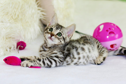 Choosing Cat Toys: Which Toys Are Most Popular Among Cats