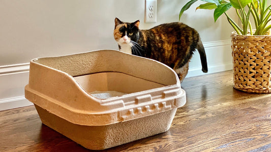 Cat Training Tips: How to Teach Your Cat to Use the Litter Box