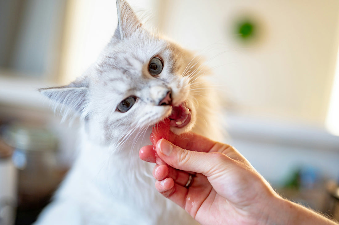 Feeding Tips for Cats: Keeping Your Feline Friends Healthy and Happy