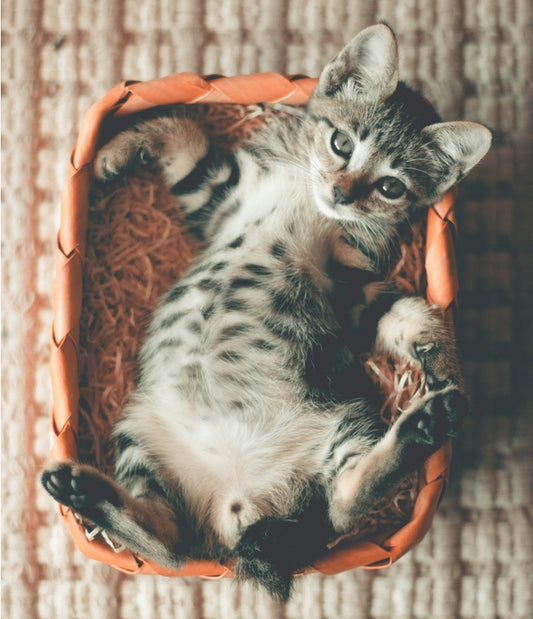 cat bed