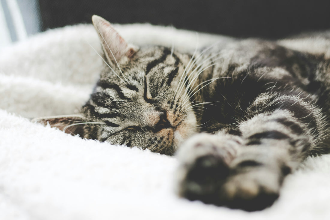 Cat Sleep Habits: How to Create a Comfortable Sleeping Environment for Your Cat